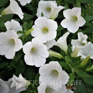 Surfinia Table White7_300x300